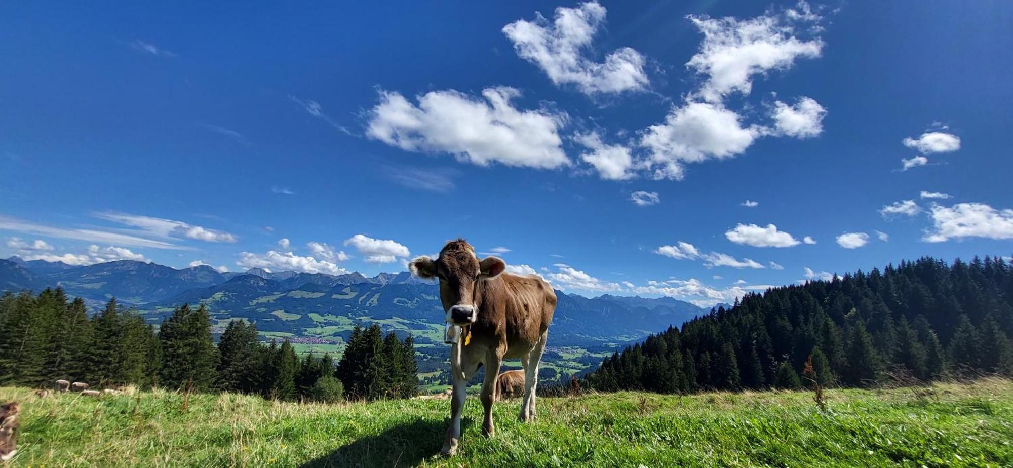 Fewo Allgaeuliebe Mit Wlan Oberstaufen Steibis Exterior foto